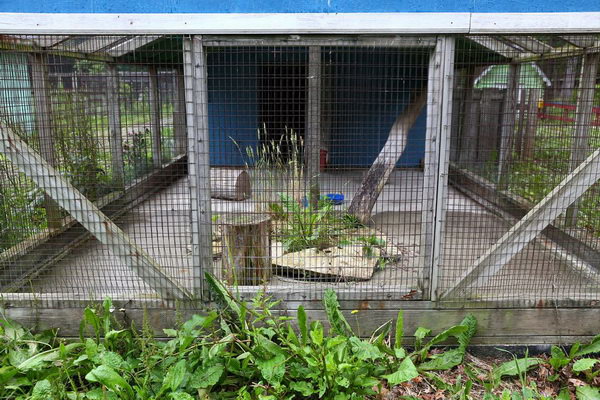 Deer Forest - 2015 Photos From Mlive (newer photo)